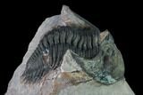 Metacanthina Trilobite - Lghaft, Morocco #163893-5